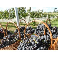 Vinícola de Campo Largo conquista 13 medalhas nos maiores concursos de vinho do país